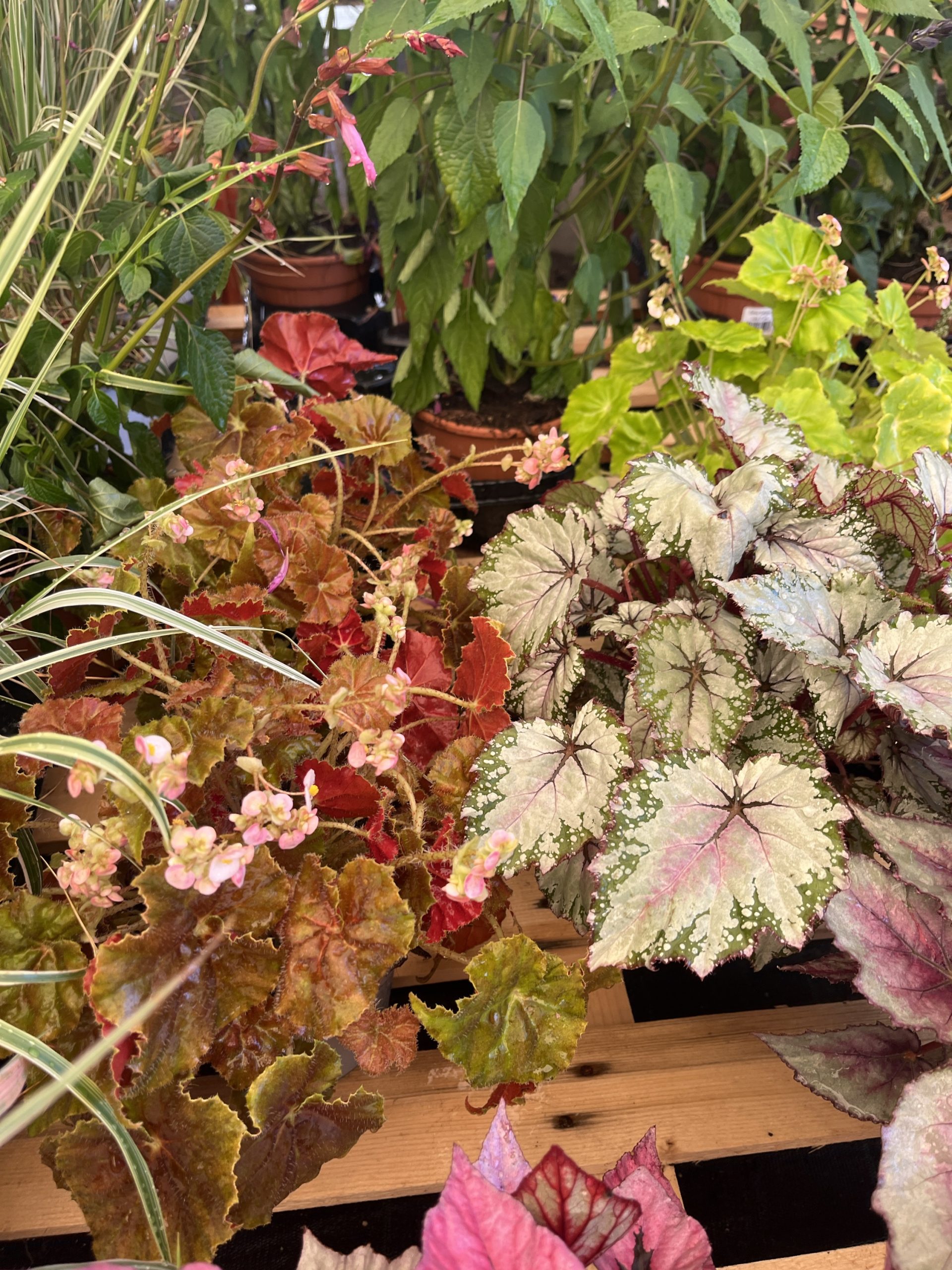 Begonia Beleaf vasi cm.14