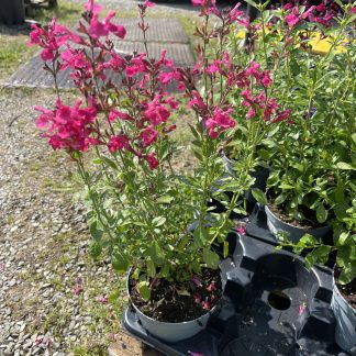 Salvia Gregii vaso 14