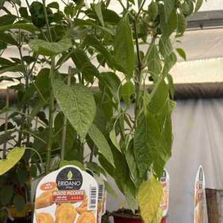 Peperoncino Fatalii vaso cm.14