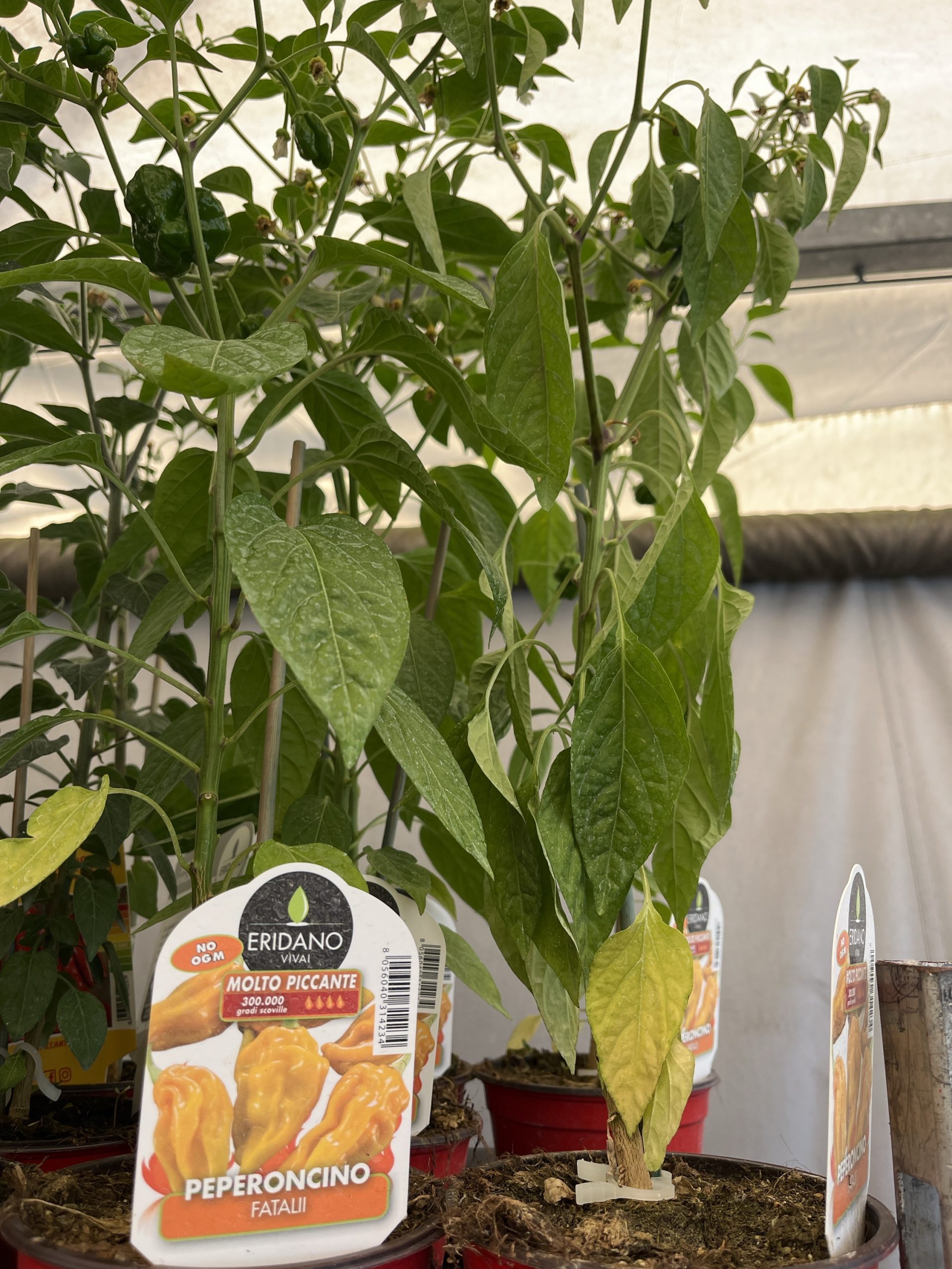 Peperoncino Fatalii vaso cm.14