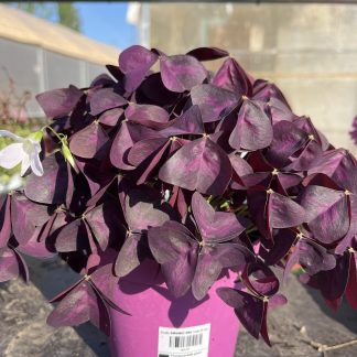 Oxalis burgundy wine vaso cm 14