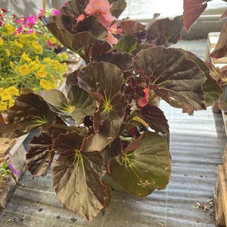 Begonia stonehedge vasi cm.14
