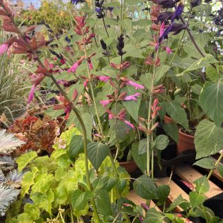 Salvia Salgoon vaso 1
