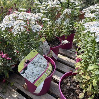 Iberis Sempervirens Masterpiece vaso 14