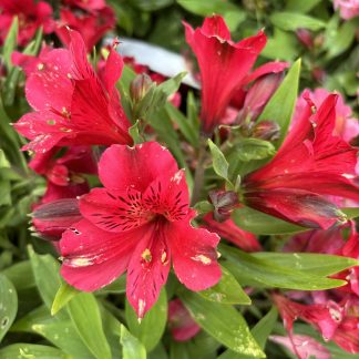 Alstromeria vaso 20