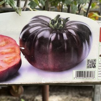 Pomodoro Costoluto Blu