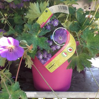 Geranium hybrida Rozanne