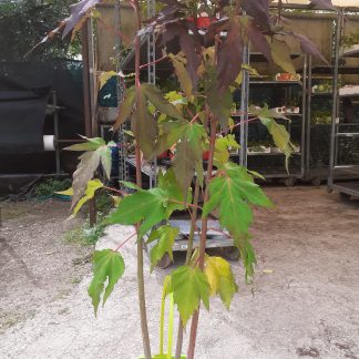 Hibiscus Palustre " Geant Red"