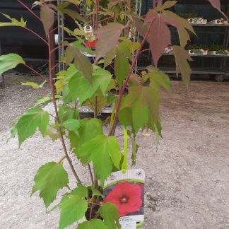 Hibiscus Palustre " Pink Passion"