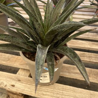 Mangave vaso  18 cm Pinapple express
