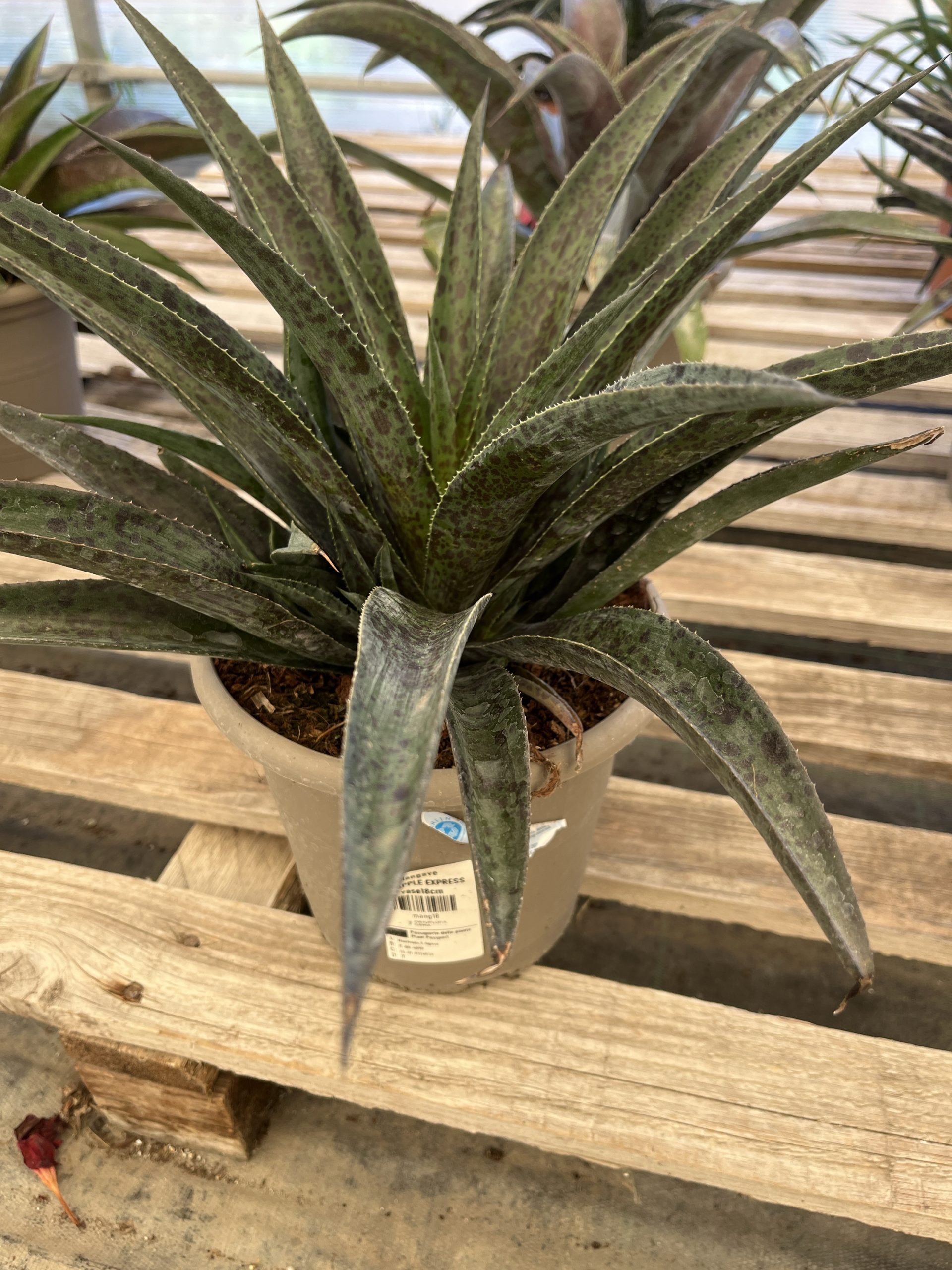 Mangave vaso 18 cm Pinapple express