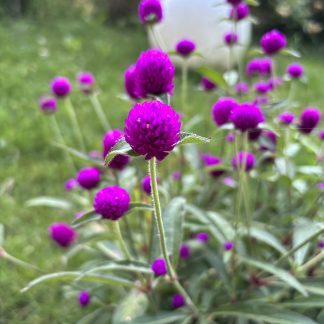 Gomphrena Ping Pong vaso 17